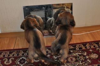 Jamnik d�ugow�osy